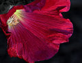 Petal