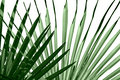 Fronds