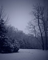 Snowy Evening