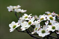 Dogwood