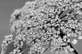 Queen Anne's Lace