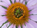 Cone Flower