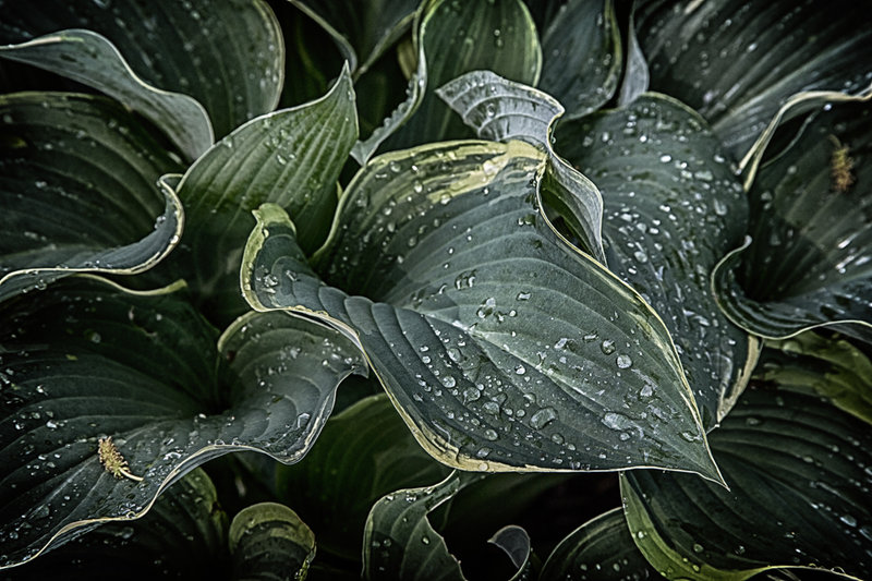 Hosta