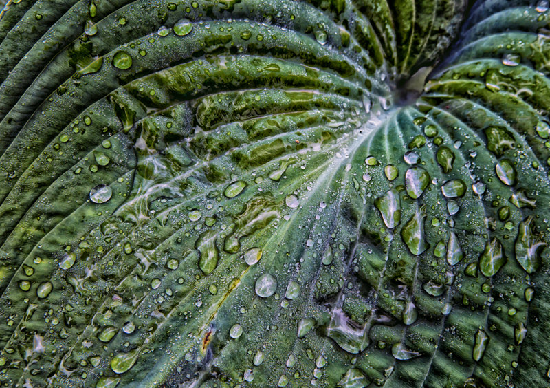 Dew on Hosta Leaf