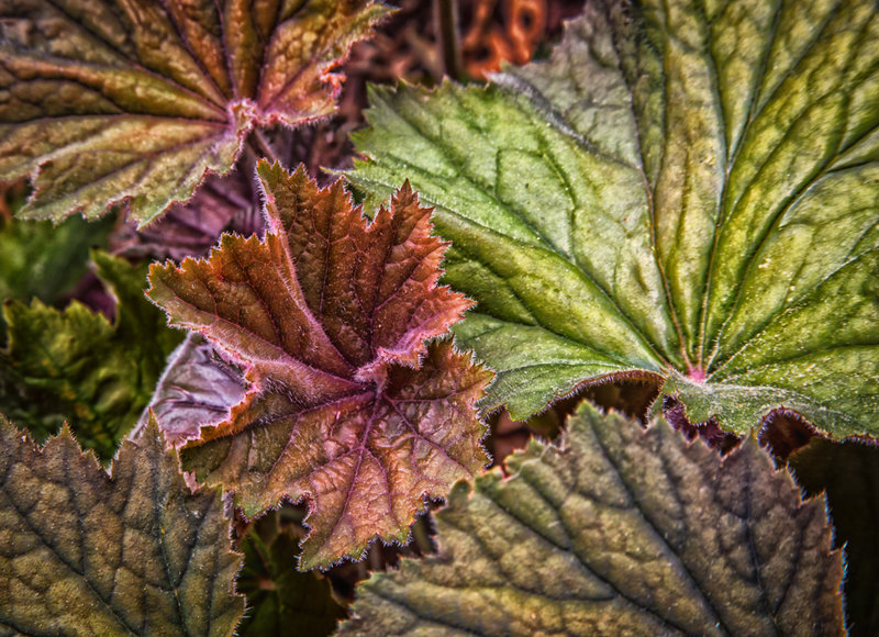 Colorful Leaves