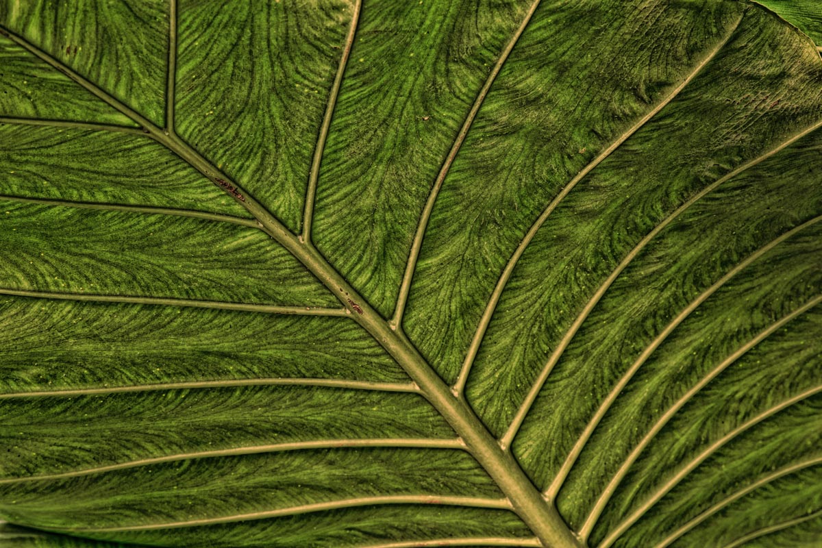 Leaf