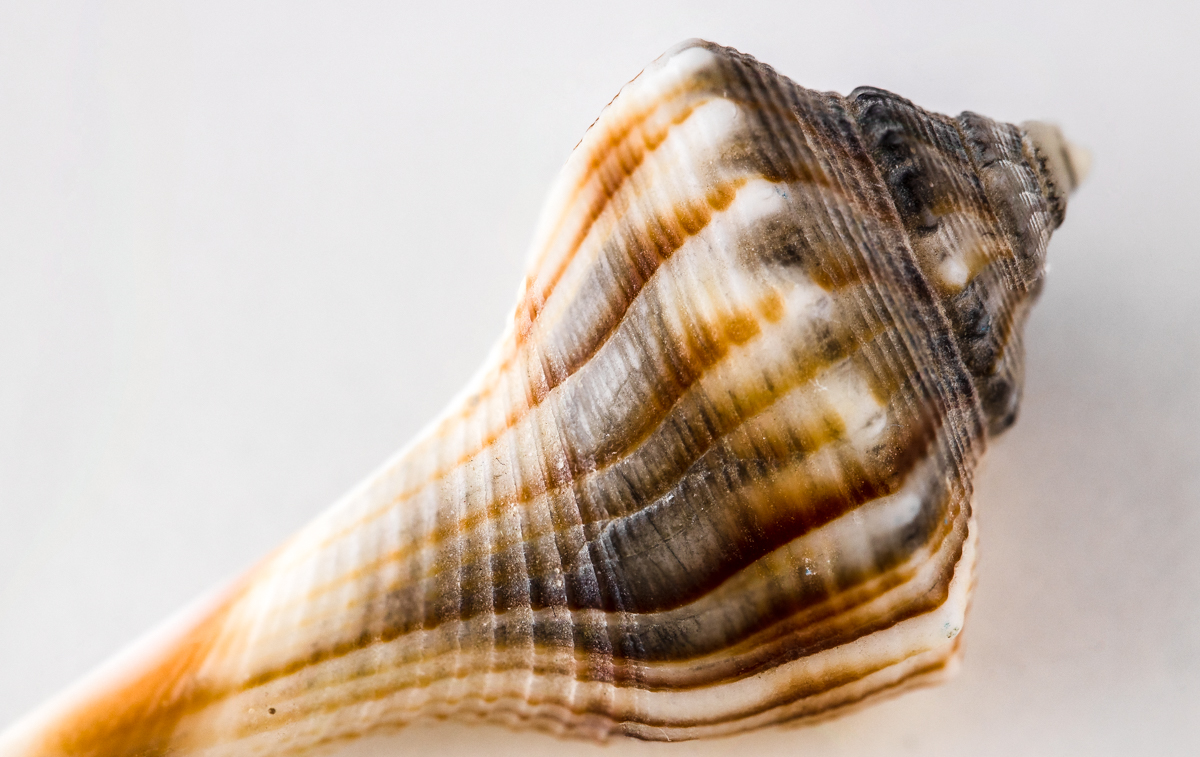 Another Shell
