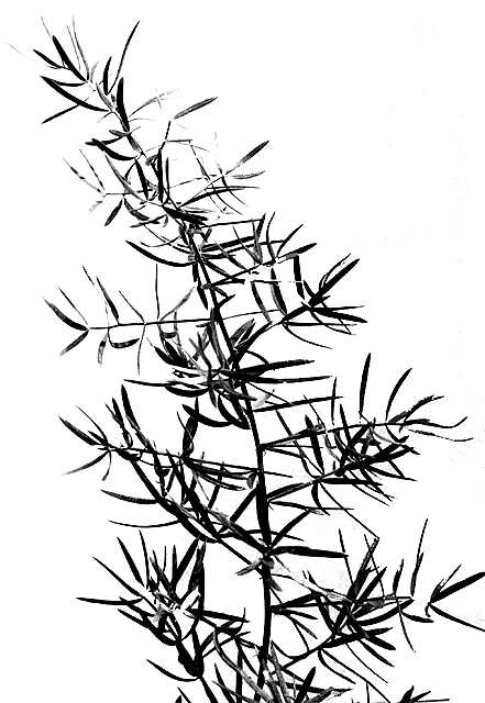 Asparagus Fern