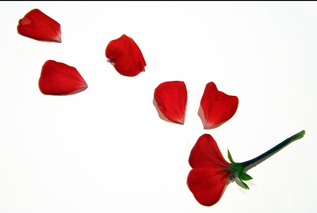 Petals