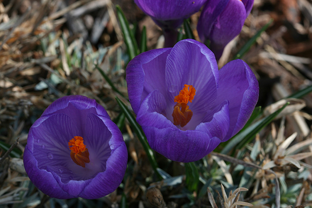 Day 4  Flowers