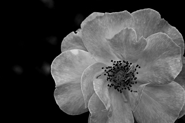 Another Flower