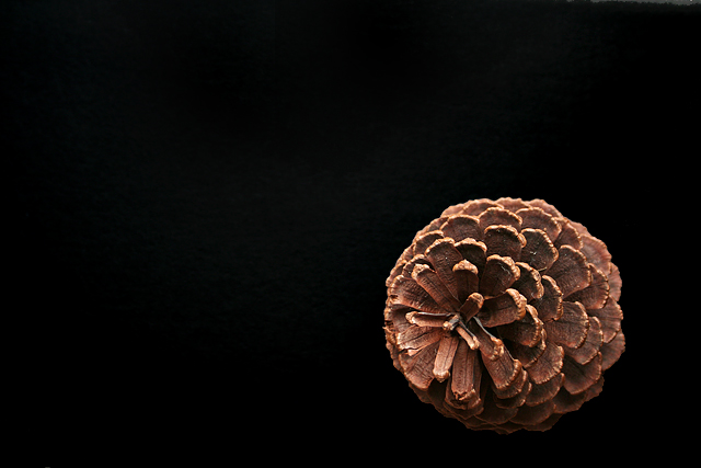 Pinecone on Black
