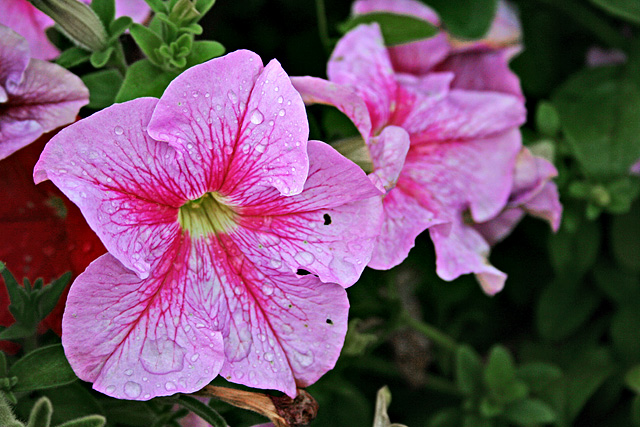 After the Rain