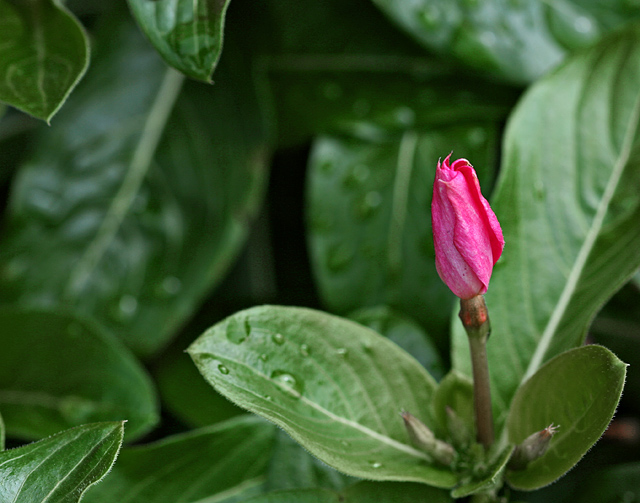 Vinca Bud