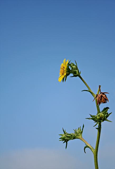 Reaching the Sky