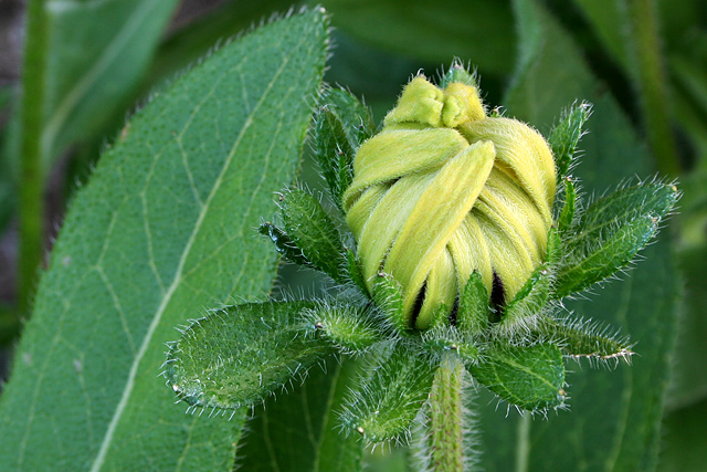 Bud