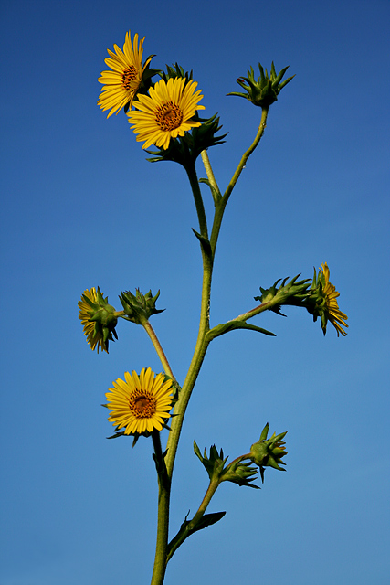 On a Sunny Morning in July