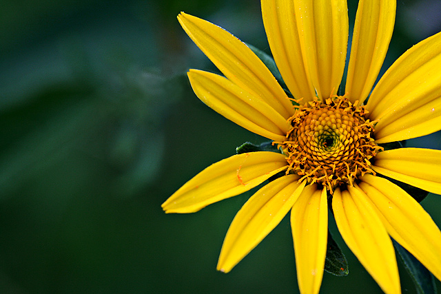 Prairie Flower