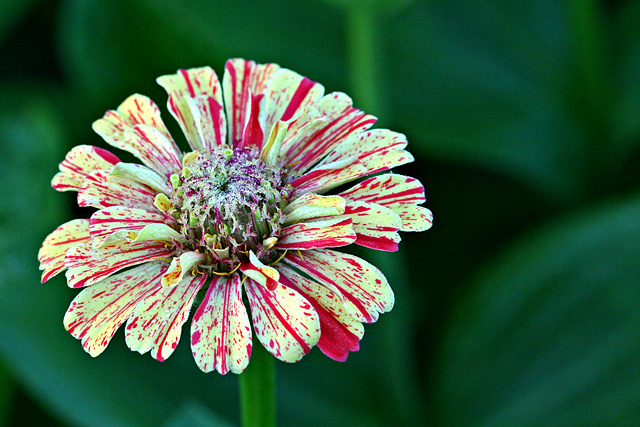 Zinnia