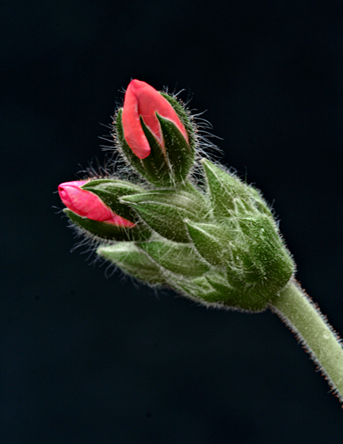 Geranium Bud