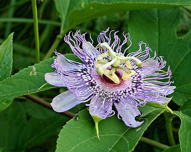 Passion Flower