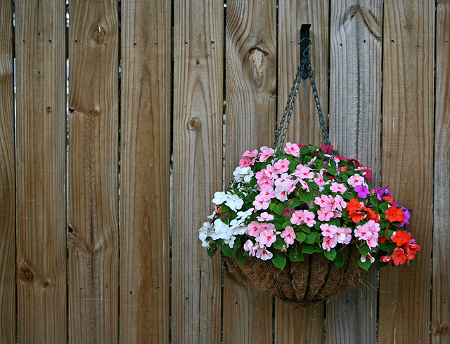 Impatiens