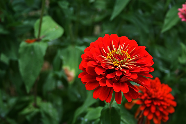 Red Zinnia