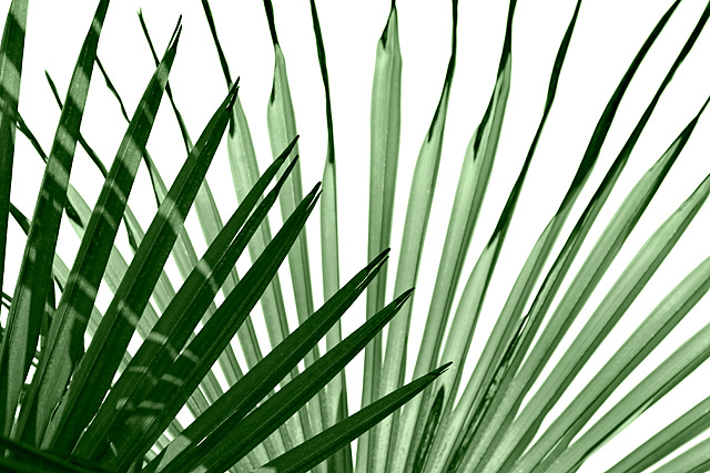 Fronds