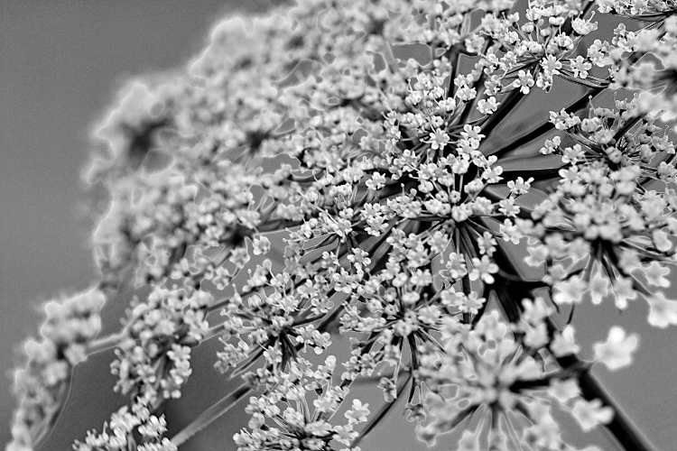 Queen Anne's Lace