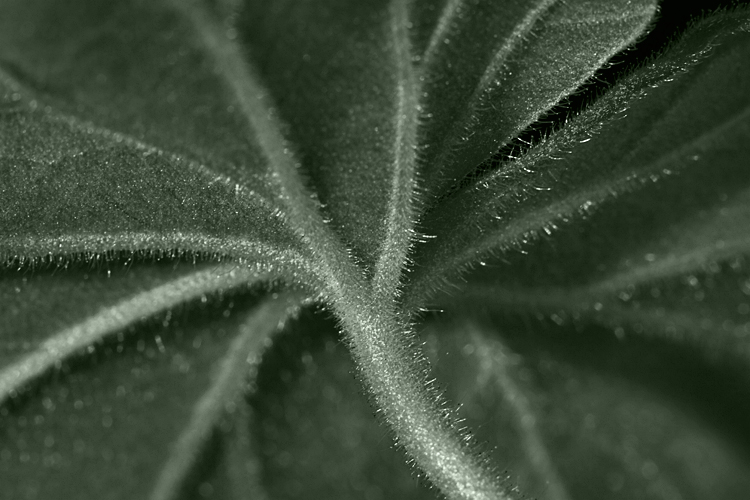 Geranium Leaf
