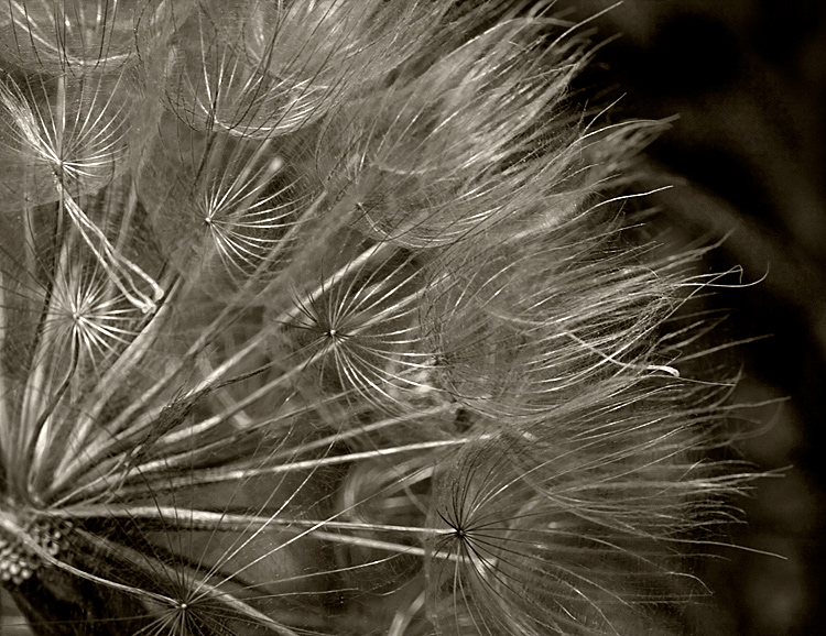 Not a Dandelion