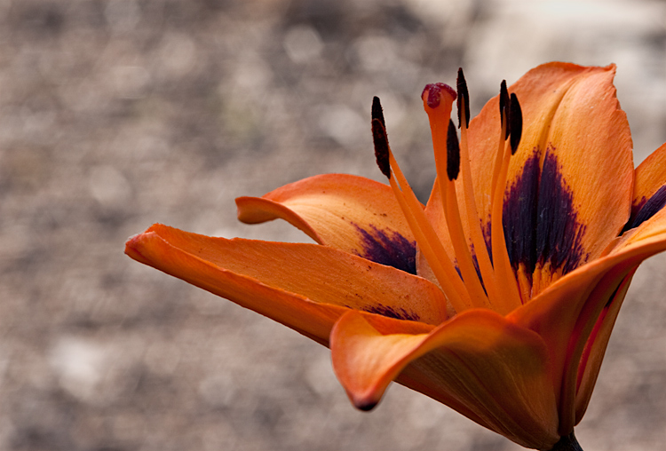 Tiger Lily