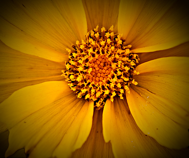Another Flower