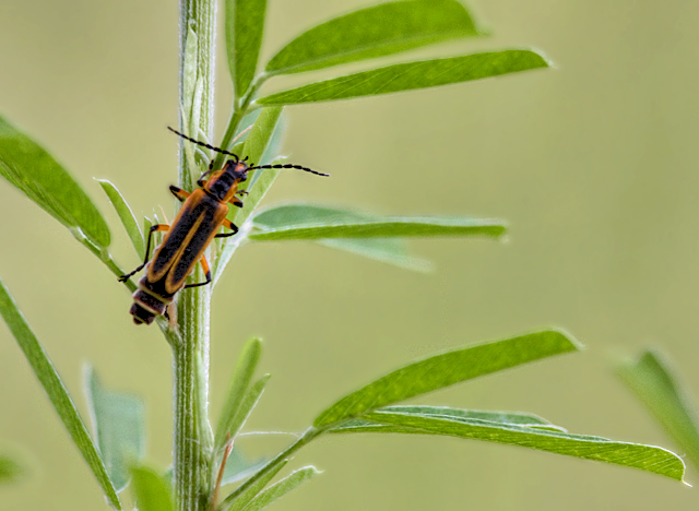 Bugged