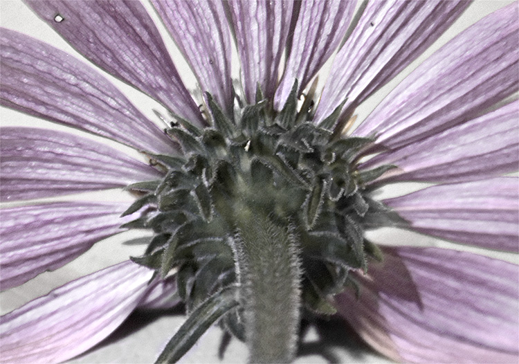 Cone Flower