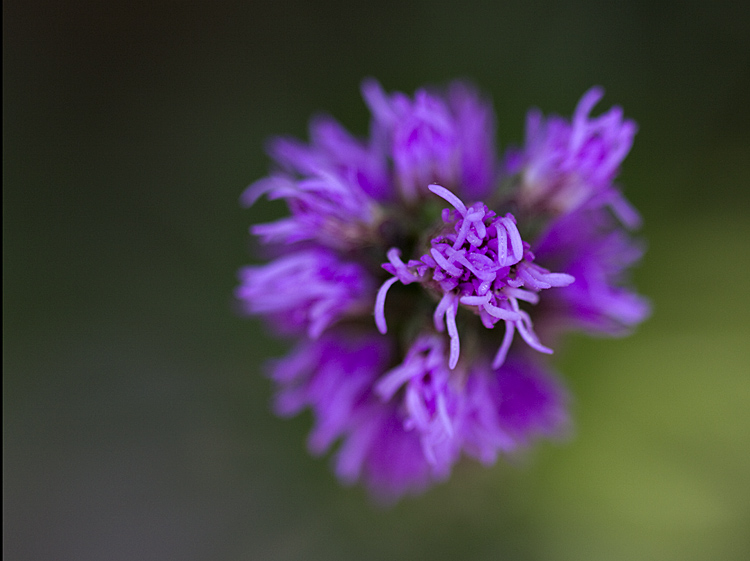 The Bloom of "Another Bud" 