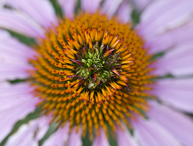 Cone Flower