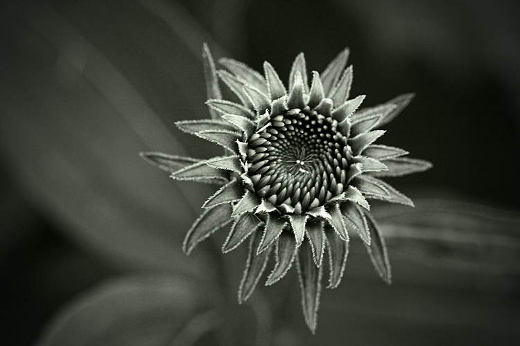 Cone Flower Bud