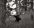 Elk