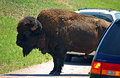 South Dakota Traffic Jam