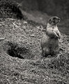 Prairie Dog