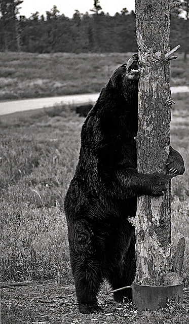 bearhug