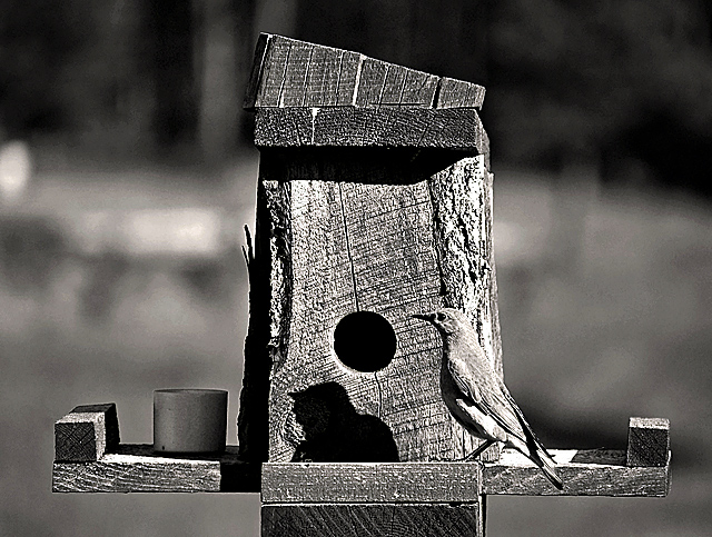 Birdhouse Project: Custer, South Dakota