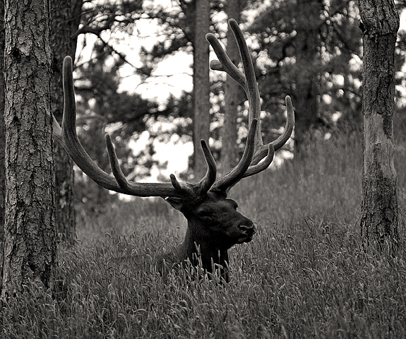 Elk
