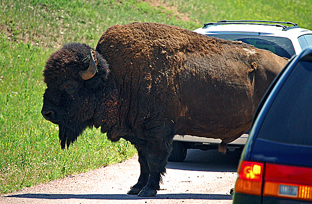 South Dakota Traffic Jam