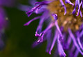 IMG_8194.jpg