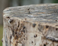 Stump