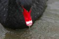 Black Swan on a Wet Day