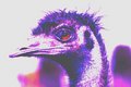 psychodelic Ostrich