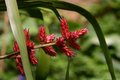 Just Flowers